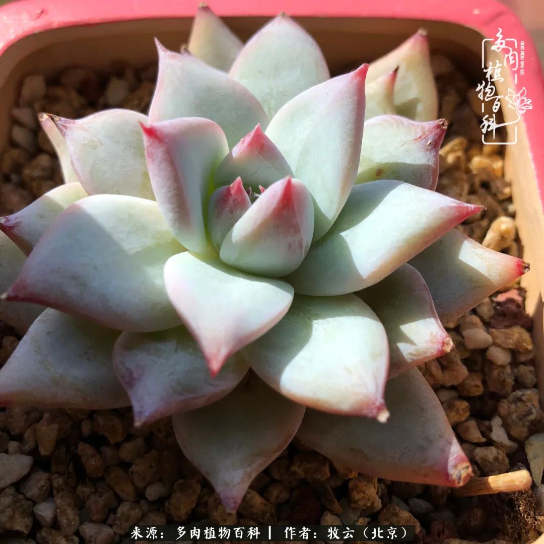 多肉植物生活,多肉生活充满诗意