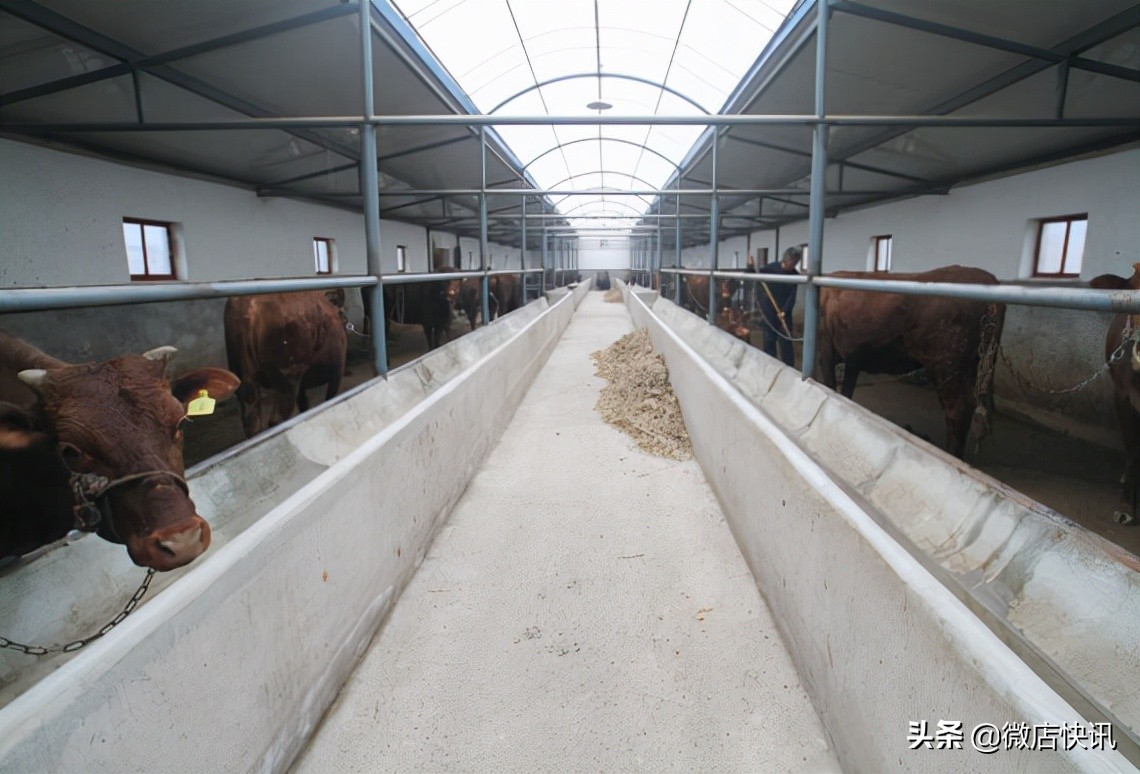 农村养殖什么最赚钱鸡鸭猪羊,现在农村做什么养殖赚钱