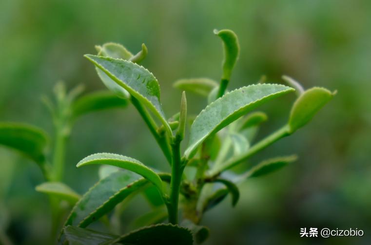 除了福建哪还有铁观音,安溪四大名茶哪个最好