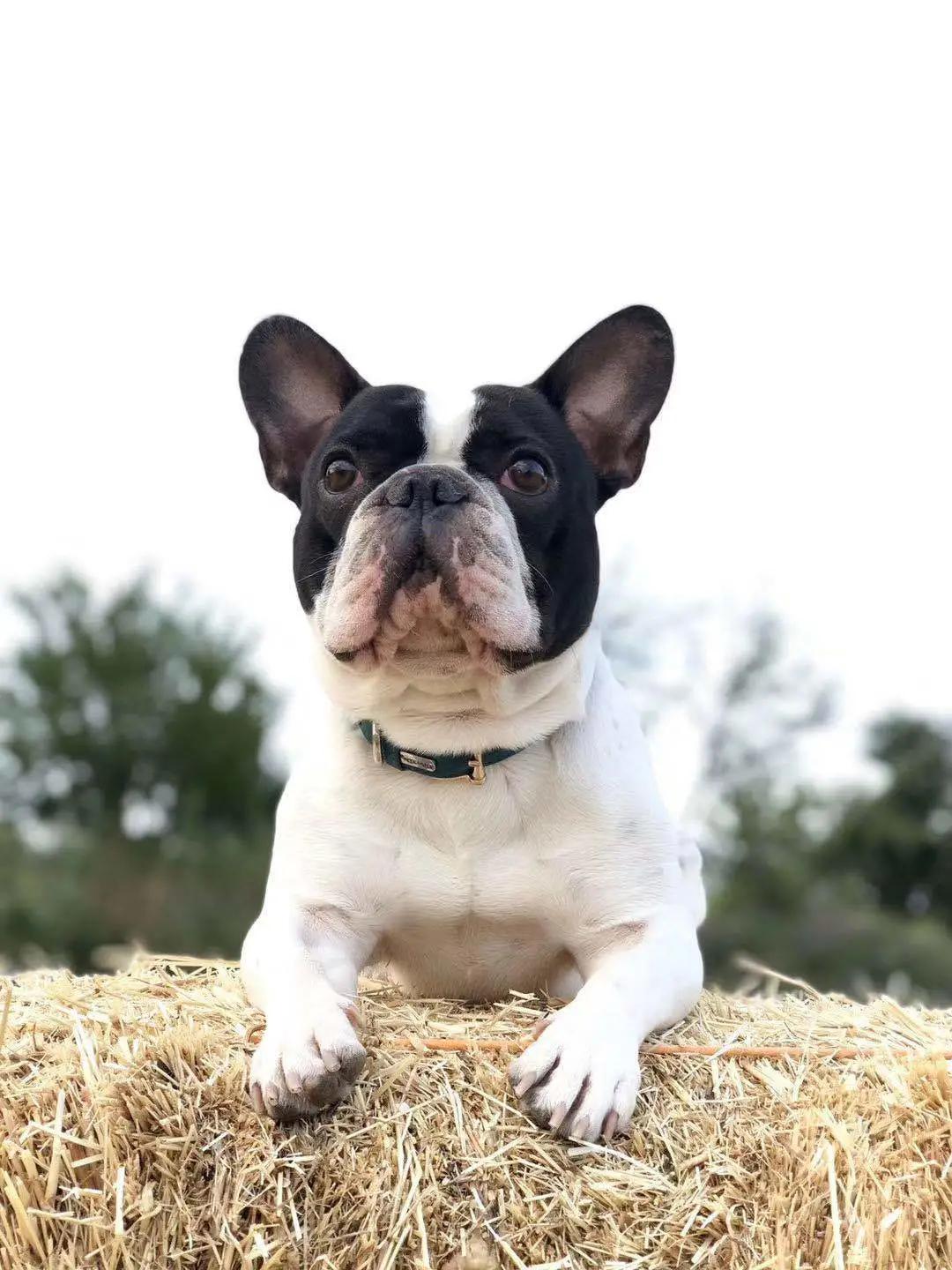 俄罗斯养猫的真实感受,意大利养狗的利弊