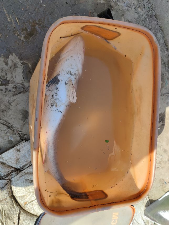 路亚钓海鲈鱼视频,女路亚钓手钓海鲈鱼