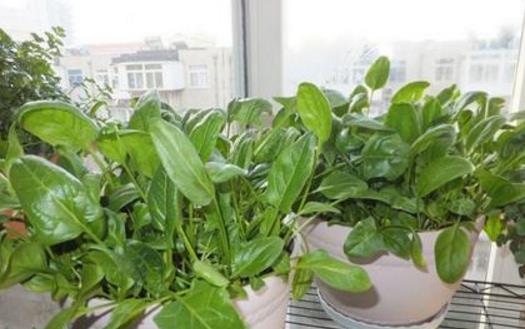 阳台养花的最佳布局,户外阳台养花的技巧