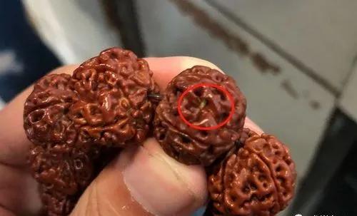金刚生虫子怎么办,金刚中有恶心的虫子