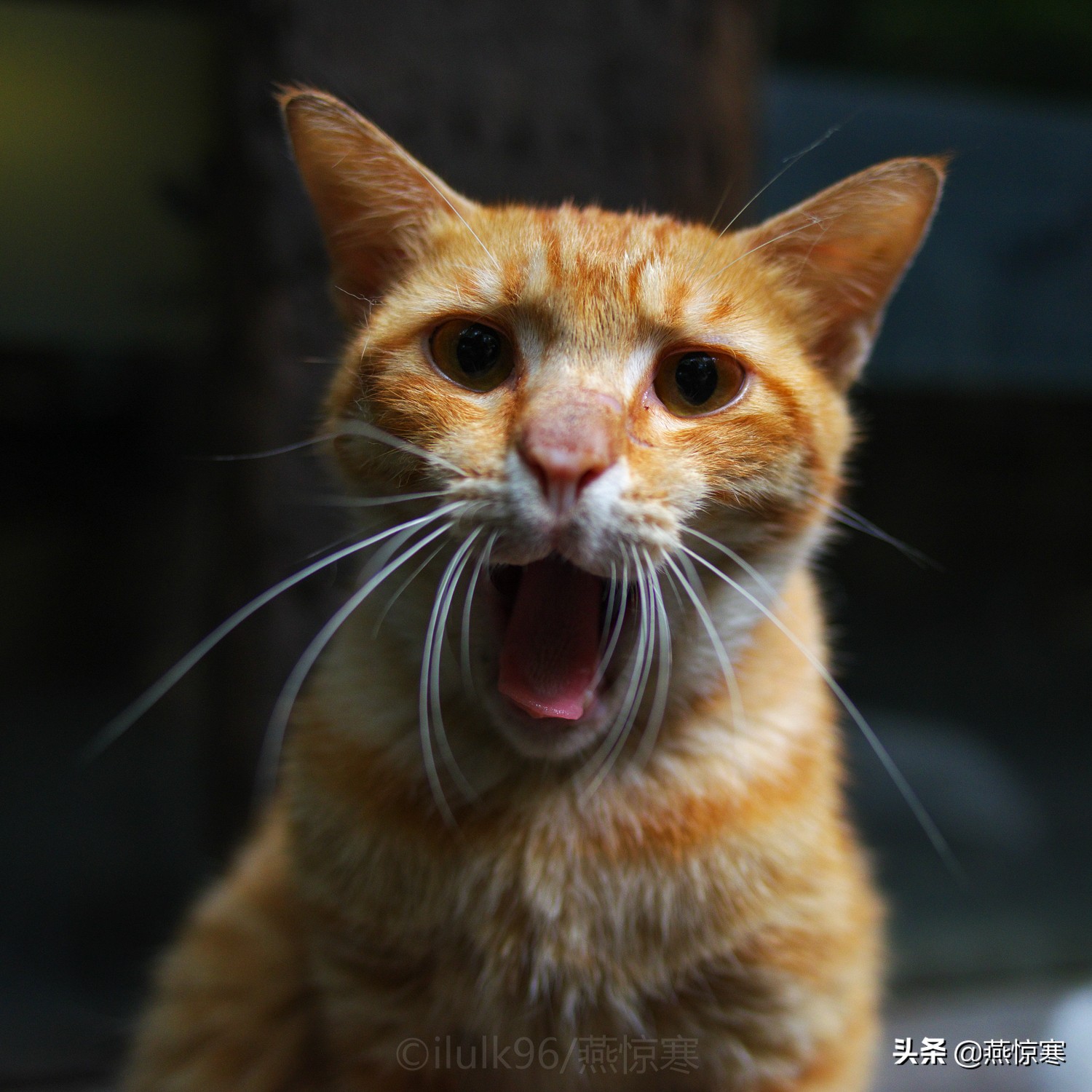 说说你用的相机,理光镜头和宾得通用吗