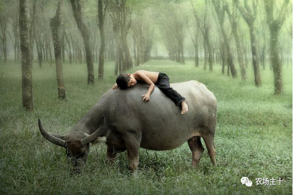 你是否曾经也向往过农村生活,向往田园生活和体验往往有差距