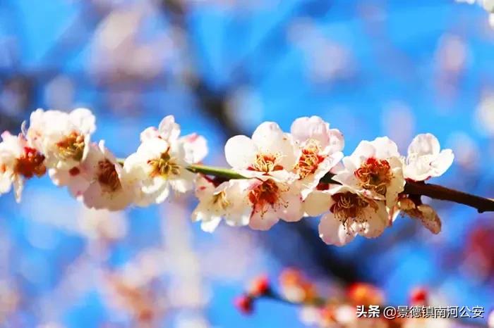 45首最美诗词送给春天,100首最美春天诗句