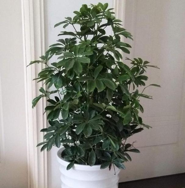 有什么东西可以防止吸入二手烟,什么东西能消除二手烟的危害