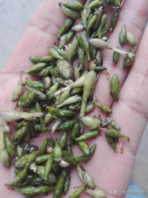 轮叶黑藻怎么消灭,轮叶黑藻杀虫方法