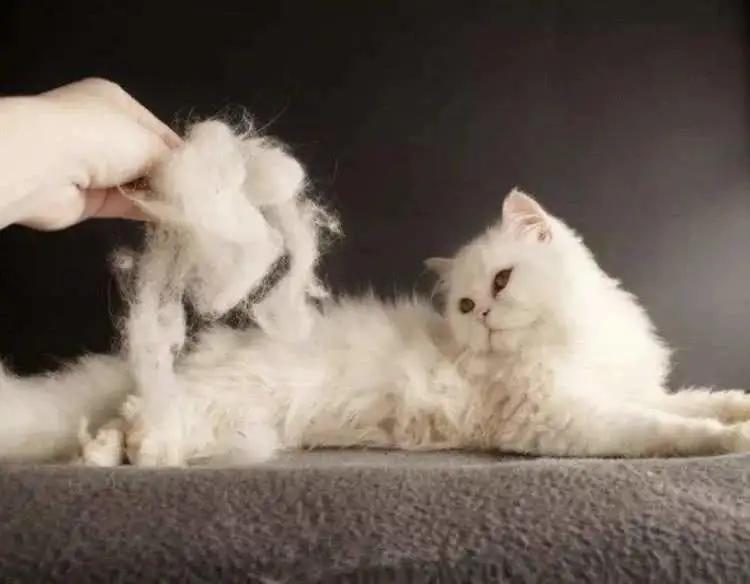 冬天农村猫咪如何过冬,冬天猫咪怎么过冬