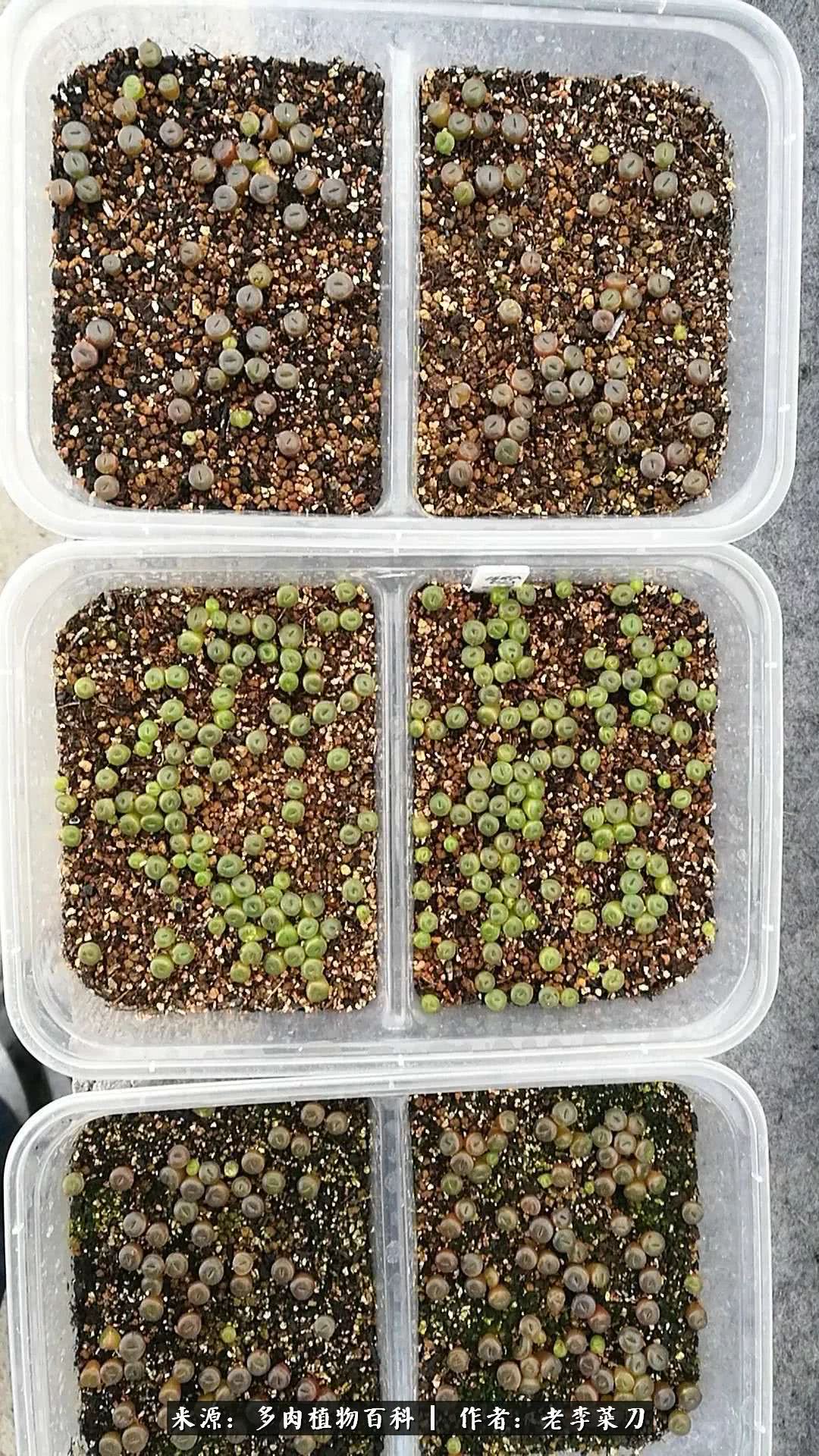 生石花僵苗怎么办,生石花谢后怎么办