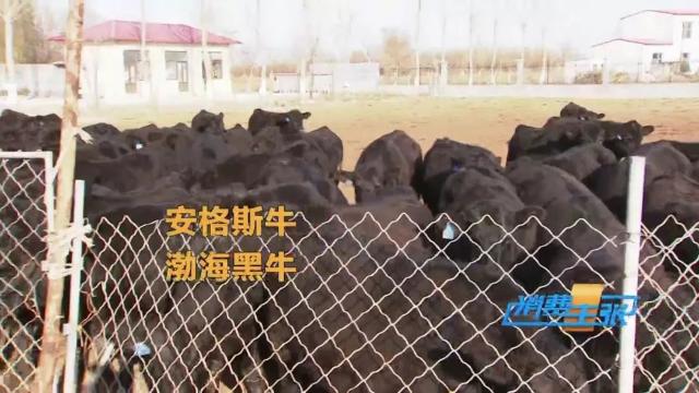 牛肉批发价最新价格,牛肉价格补贴最新消息