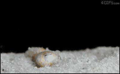 拟态章鱼科幻般伪装全过程,顶级伪装大师拟态章鱼