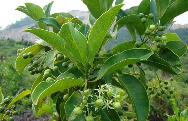 夏季最适宜吃的水果,夏季最适宜吃的水果排名