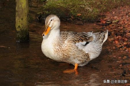 林则徐对联讲解,林则徐的上联