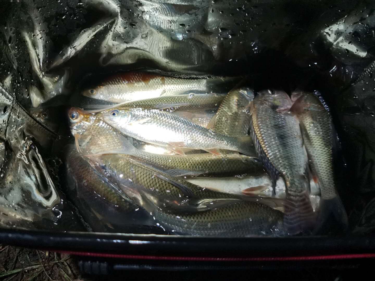 钓土鲮遇到小罗非多怎么办,小罗非闹窝用麻团钓法