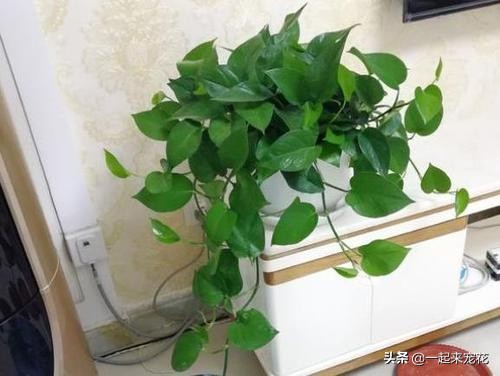 绿萝疯长的最好方法,绿萝疯长小妙招