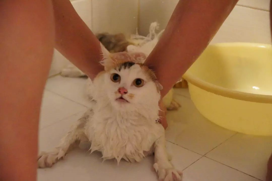 养猫咪需要注意什么铲屎官看过来,如何让猫咪作息时间跟铲屎官一致