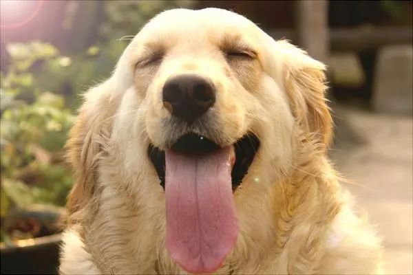 金毛小时候长得像拉布拉多,金毛跟拉布拉多是同父异母