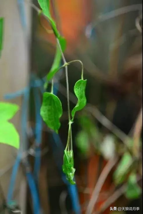 天气回暖，春雨滋润，致命的铁线莲病虫害也来了！