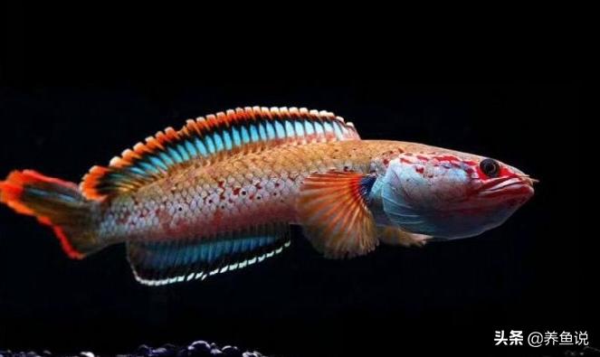 菜市场卖观赏鱼成功,从渔场买观赏鱼再卖划算