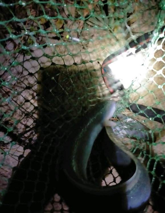 广州钓友钓到甲鱼,广州钓友钓起1.35米鲈鱼