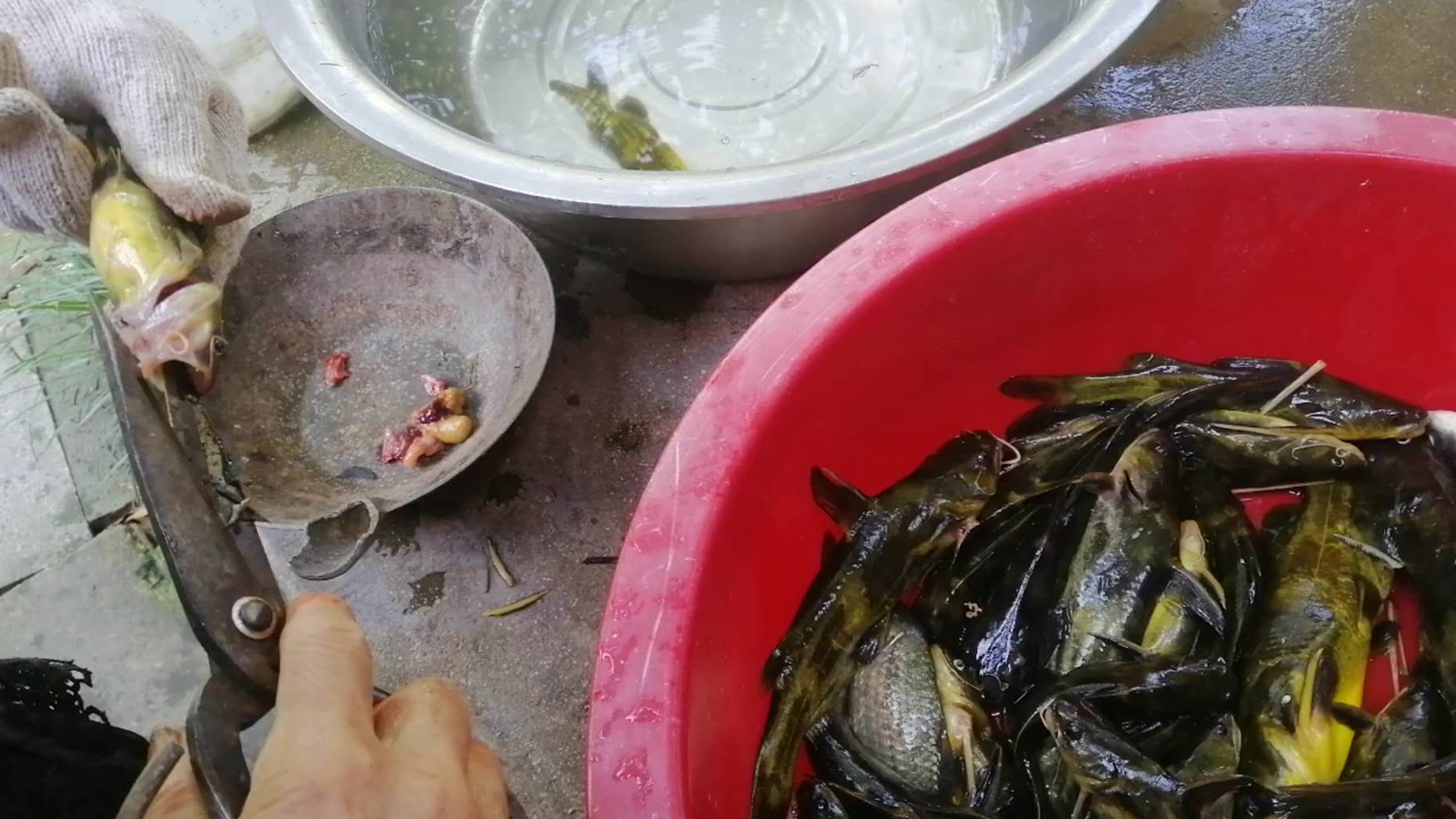 农村老爸用蚯蚓钓了一堆黄颡鱼,看他如何快速去除昂刺鱼土腥味?