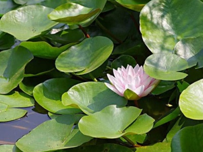 睡莲叶子发黑枯萎怎么补救,睡莲叶子发黑腐烂怎么办