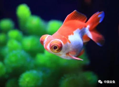 喂鱼算是养鱼最大的乐趣吗,养鱼的乐趣就是每天喂鱼