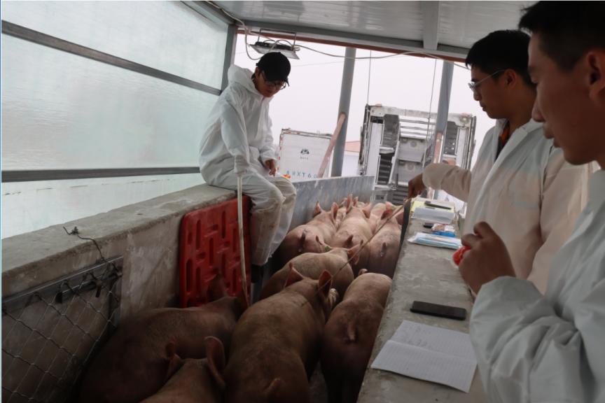 强强联姻!3600头家育系*猪种**落户重庆正大,为猪业复产添动力