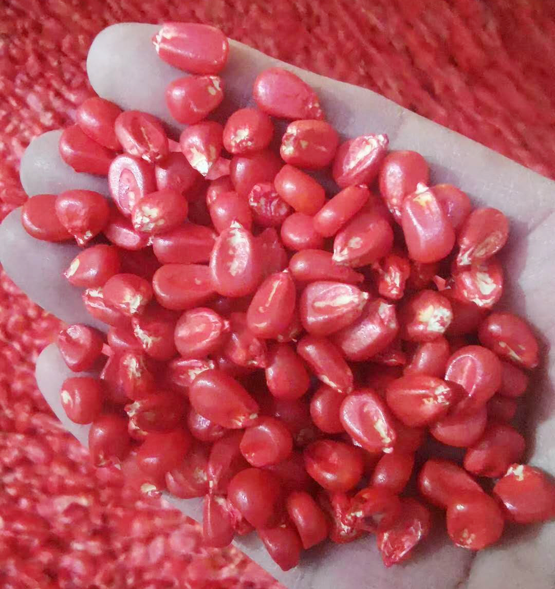 最新玉米种子批发价格,散装玉米批发价格