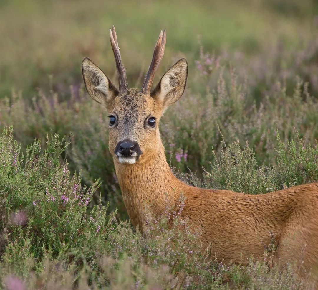 东北傻狍子到底有多傻,东北傻狍子有多傻视频