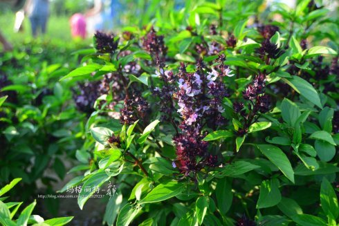 西餐香草大全及用途视频,好吃的西餐料理有哪些