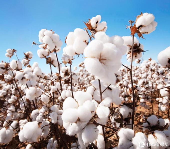 六款热销经典款T恤横向评比，哪款才是你的最爱