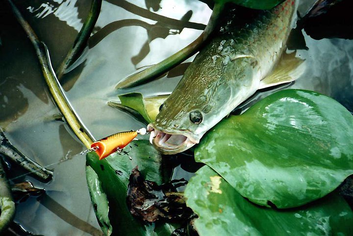 盘点钓鱼中钓出很奇葩鱼,盘点钓鱼钓出稀奇古怪的东西