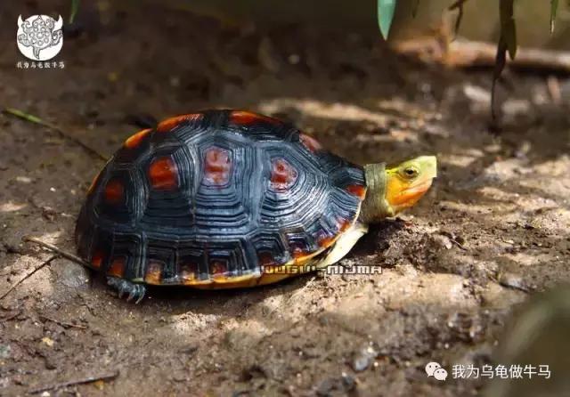 黄缘闭壳龟全集,黄缘闭壳龟和黄缘盒龟