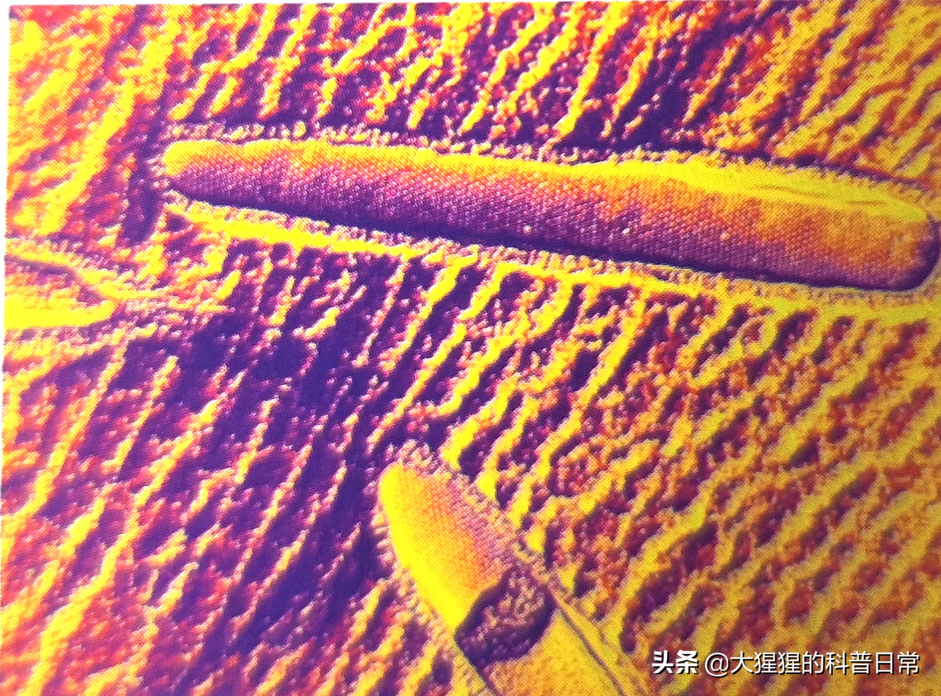 微生物原核生物,微生物照片原核生物