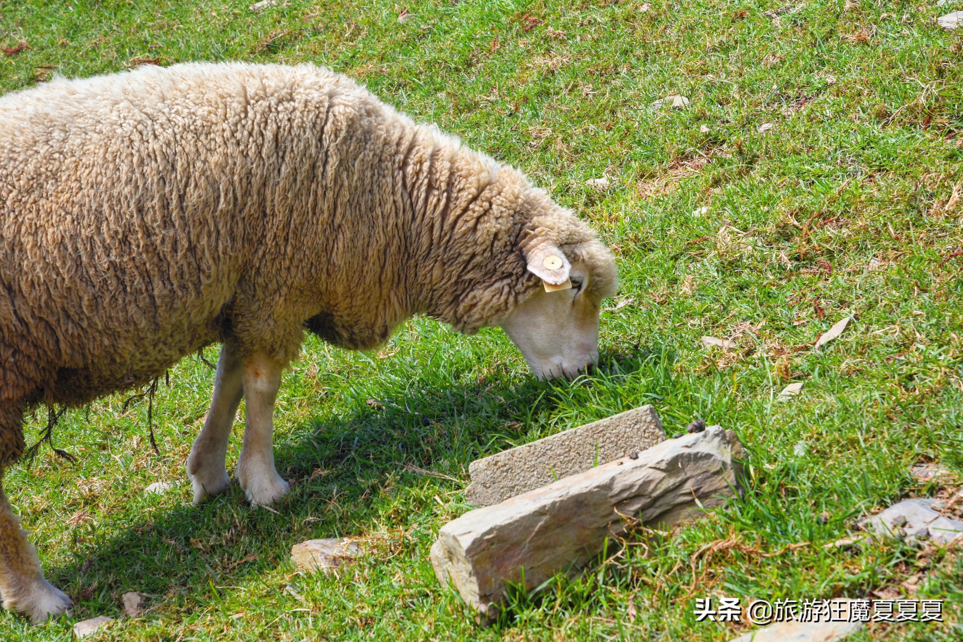 台湾适合亲子游的景点推荐,台湾清境农场游后感