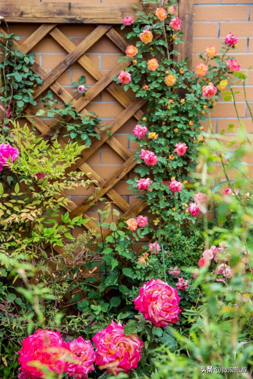 白鹭湾的“选美大赛”，谁是你心中最美的“姑娘”