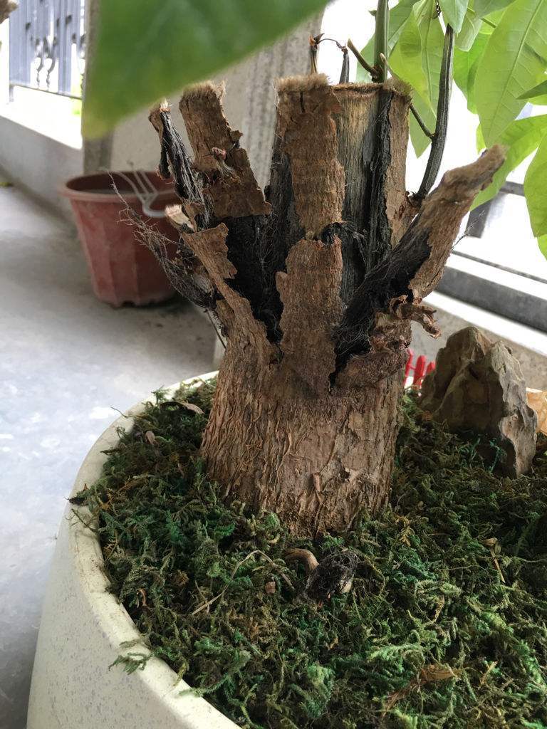 发财树干枯要不要扔掉,发财树枯萎的叶子要摘了吗