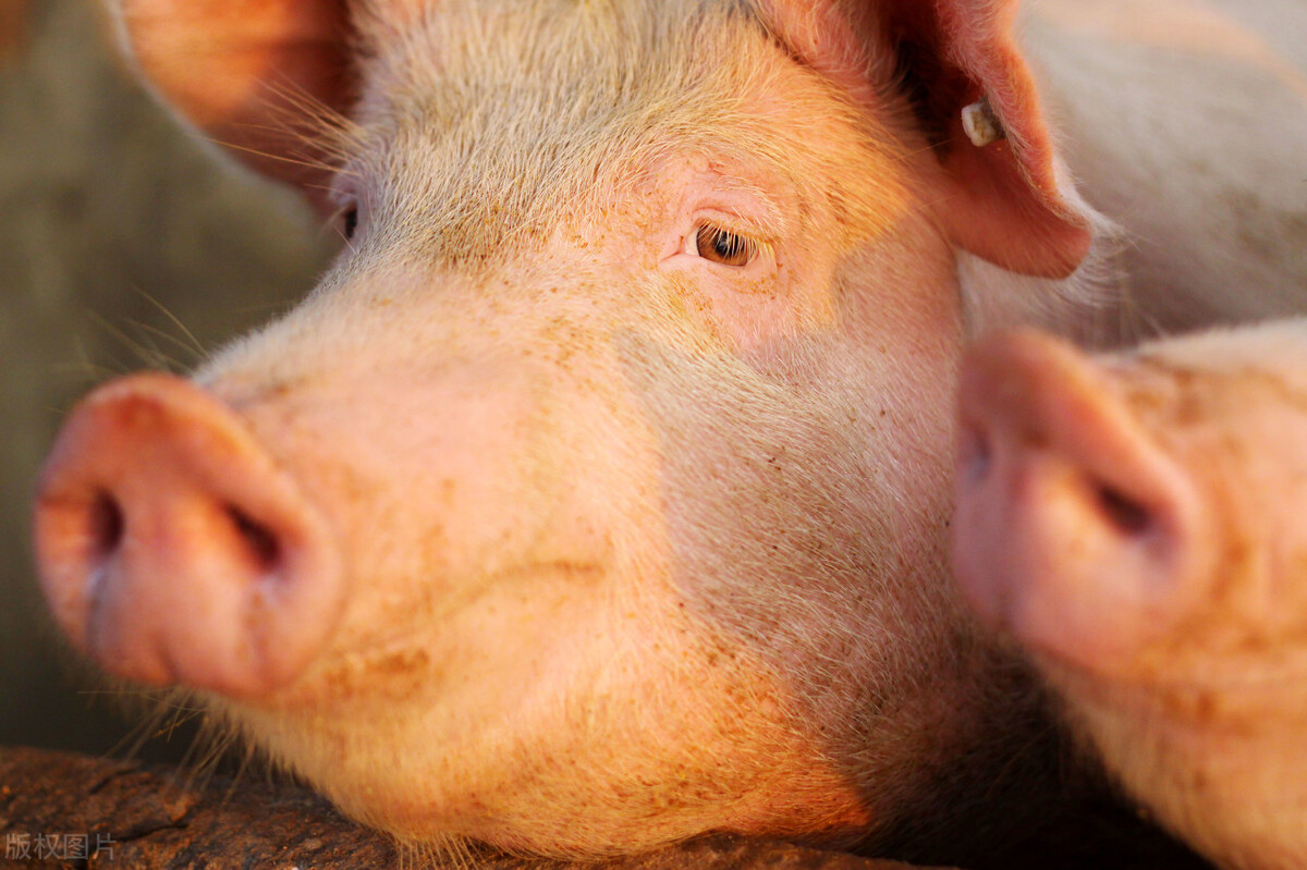 非洲猪瘟背景下的保育猪疫病防控措施