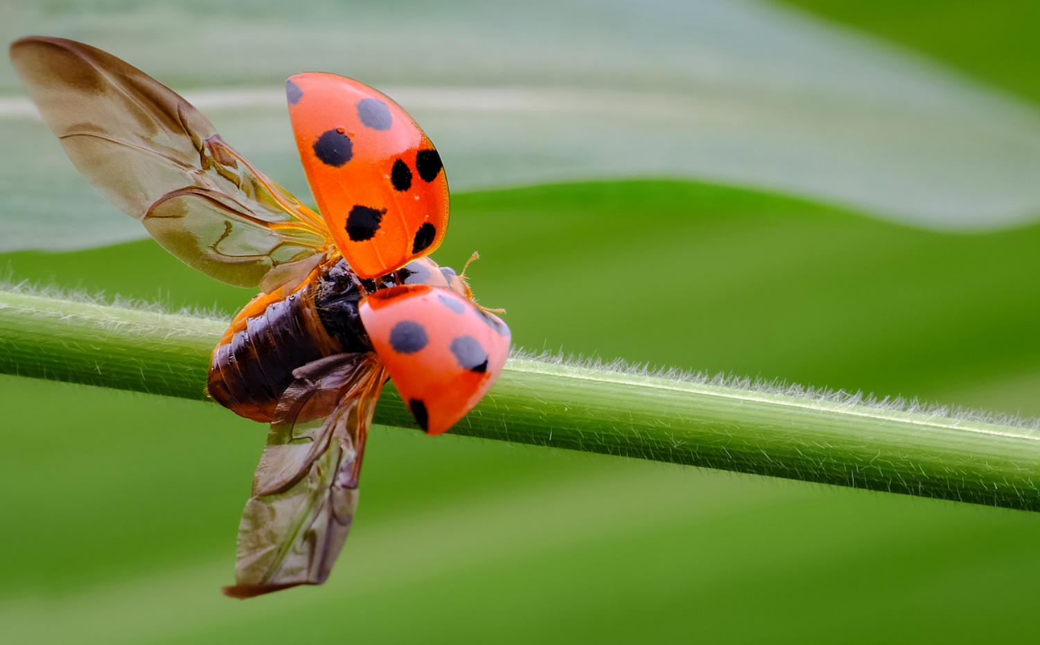 葛根在哪些国家泛滥成灾,在美国泛滥成灾的葛根