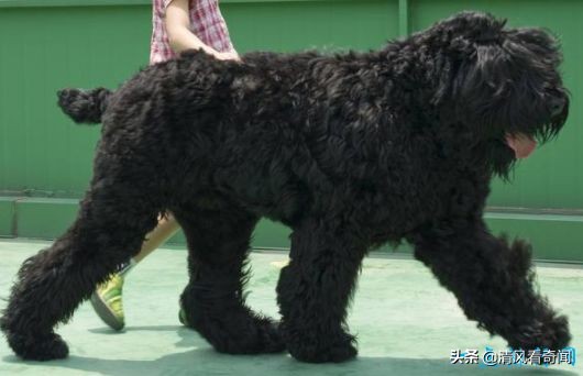 盘点世界上最大的狗排名,世界公认的十大体型最大的狗