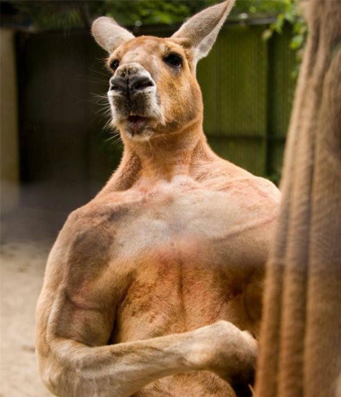 盘点袋鼠打人反被打死,袋鼠打人被踢倒