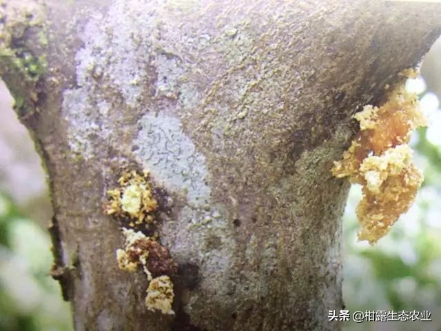 柑橘种植技术及病虫防治,种柑主要病虫害