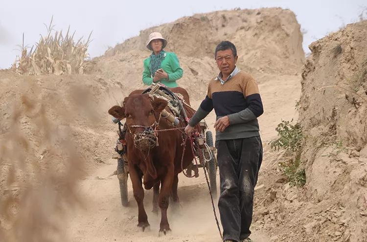 米脂小米最好的牌子是哪个,延安小米好还是米脂小米好