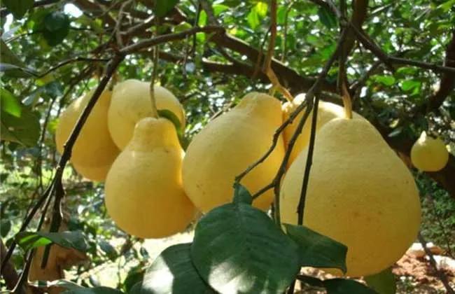 沙田柚种植管理技术,沙田柚有什么特征