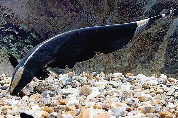 菠萝鱼有白点病怎么办,小菠萝得了什么病还能活多久