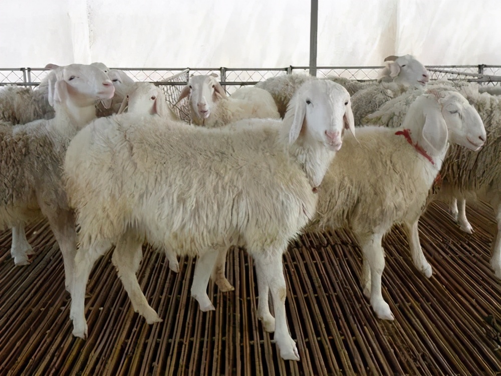 新手养羊最好买什么羊,新手养羊的10个技巧