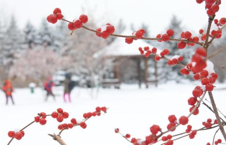 一场雪惊艳了整个冬天,一场春雪惊艳了世界