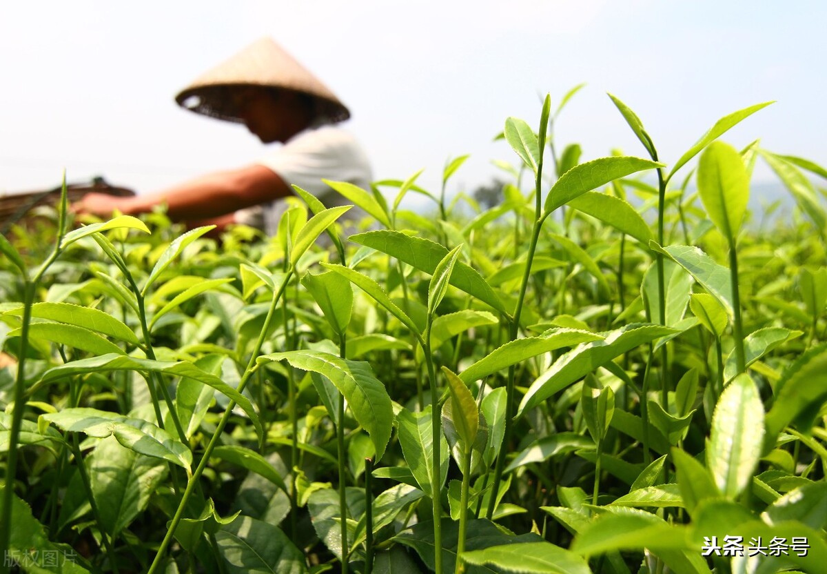 白露节气常识知多少,白露节气有什么习俗